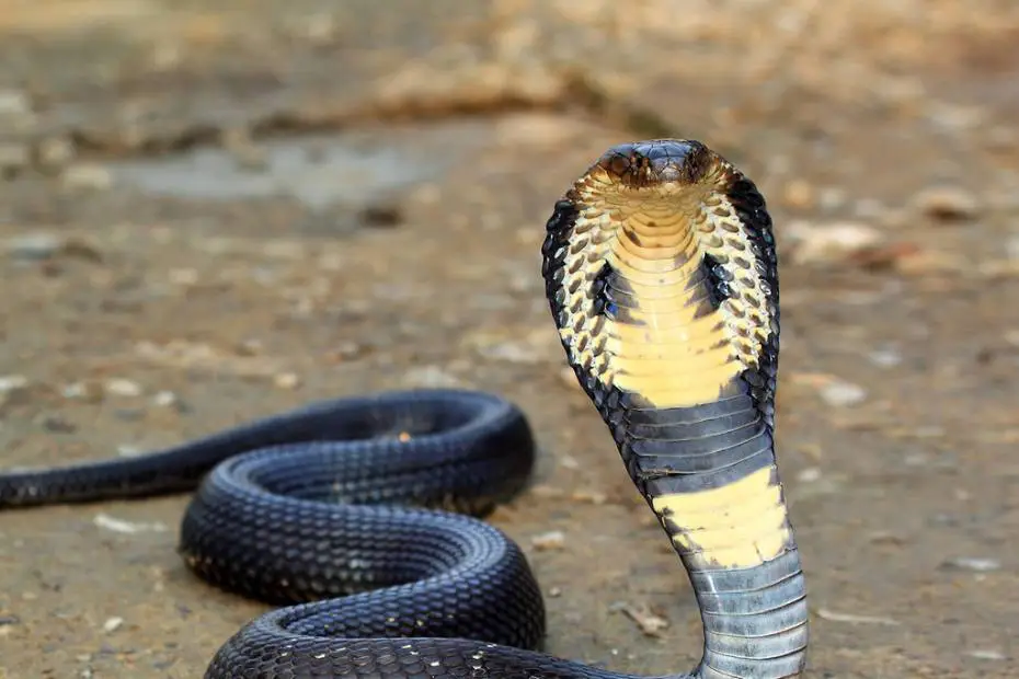 King Cobra