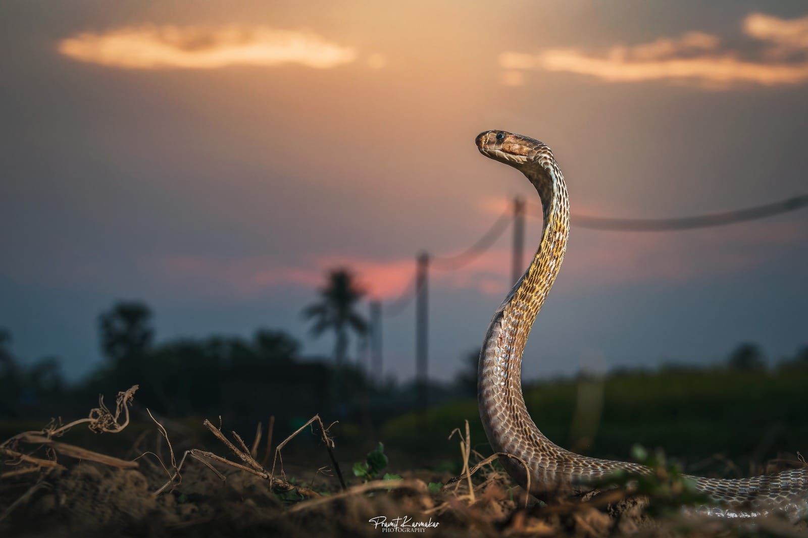 Professional Snake Rescue Operation